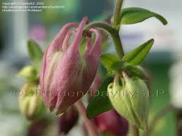 Attēlu rezultāti vaicājumam “Aquilegia vulgaris bud”