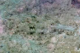 Image result for Paralichthys albigutta