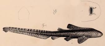 Image result for Stegostoma tigrinum