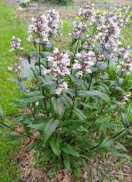 Image result for Penstemon