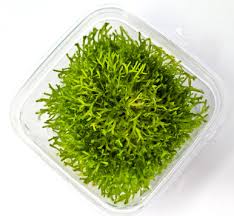 Attēlu rezultāti vaicājumam “Riccia canaliculata”