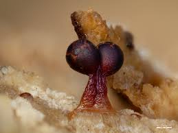 Attēlu rezultāti vaicājumam “Trichia botrytis”