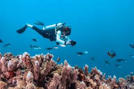 Image result for Headstream Divers