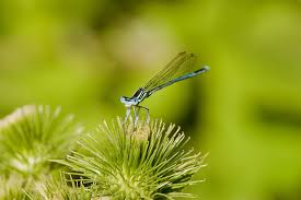 Attēlu rezultāti vaicājumam “Platycnemis pennipes male”