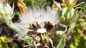 Attēlu rezultāti vaicājumam “Picris hieracioides”