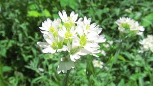 Attēlu rezultāti vaicājumam “Berteroa incana flower”