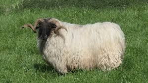 Attēlu rezultāti vaicājumam “Ovis aries”