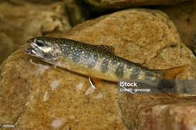Image result for Salvelinus fontinalis