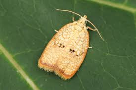 Attēlu rezultāti vaicājumam “Acleris forsskaleana”