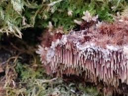 Attēlu rezultāti vaicājumam “Gloiodon strigosus”