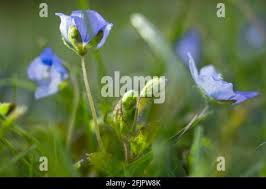 Attēlu rezultāti vaicājumam “Veronica filiformis bud”