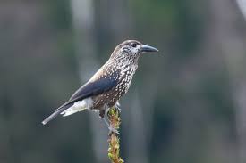 Attēlu rezultāti vaicājumam “Nucifraga caryocatactes adult”