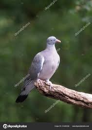 Image result for Columba palumbus