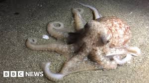 Image result for Octopushy (Croydon Area)