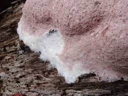 Attēlu rezultāti vaicājumam “Fuligo septica var. candida spores”