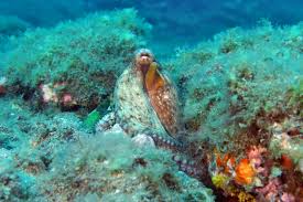 Image result for Canary Divers