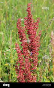 Attēlu rezultāti vaicājumam “Rumex confertus fruit”