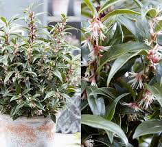 Attēlu rezultāti vaicājumam “Levisticum officinale flower”