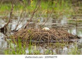 Attēlu rezultāti vaicājumam “Grus grus nest”