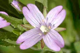 Attēlu rezultāti vaicājumam “Epilobium palustre”