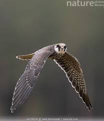 Image result for Falco vespertinus