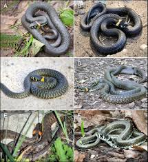 Attēlu rezultāti vaicājumam “Natrix natrix”