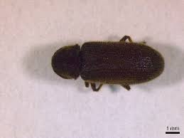 Attēlu rezultāti vaicājumam “Priobium carpini”