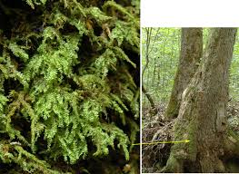 Attēlu rezultāti vaicājumam “Lejeunea cavifolia”