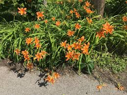 Attēlu rezultāti vaicājumam “Hemerocallis lilioasphodelus”