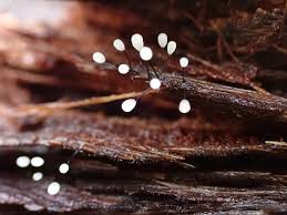 Attēlu rezultāti vaicājumam “Comatricha elegans var. microspora spores”