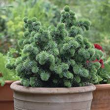 Attēlu rezultāti vaicājumam “Picea”