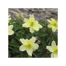 Attēlu rezultāti vaicājumam “Anemone x lipsiensis leaf”