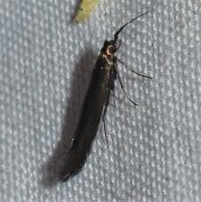 Attēlu rezultāti vaicājumam “Coleophoridae”