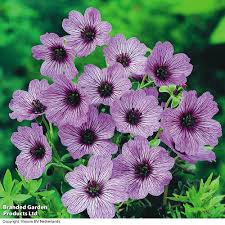 Attēlu rezultāti vaicājumam “Diderma cinereum”