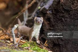 Attēlu rezultāti vaicājumam “Mustela nivalis”