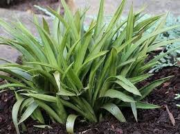 Attēlu rezultāti vaicājumam “Luzula pilosa”