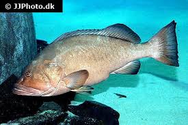 Image result for Epinephelus marginatus