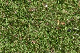 Attēlu rezultāti vaicājumam “Sciuro-hypnum reflexum sporophyte”