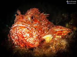 Image result for Scorpaena scrofa