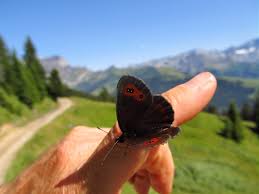Attēlu rezultāti vaicājumam “Erebia aethiops upperside”