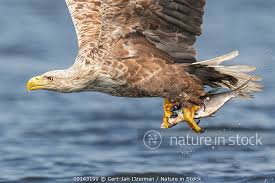 Image result for Haliaeetus albicilla