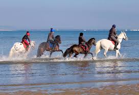 Image result for Shey Copse Riding Centre