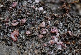 Attēlu rezultāti vaicājumam “Ascocoryne sarcoides”