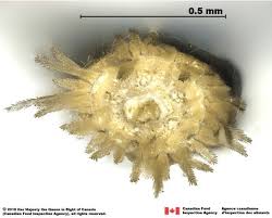 Attēlu rezultāti vaicājumam “Centaurea stoebe fruit”