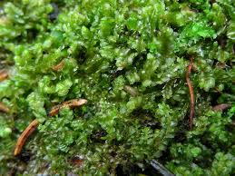 Attēlu rezultāti vaicājumam “Harpanthus flotovianus”