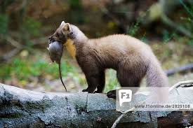 Attēlu rezultāti vaicājumam “Martes foina”