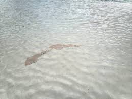 Image result for Acroteriobatus blochii