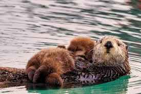 Image result for Otters Old Time Dance Club
