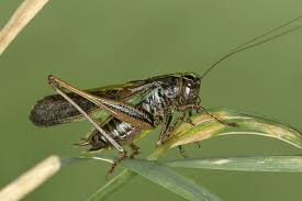 Attēlu rezultāti vaicājumam “Metrioptera brachyptera”