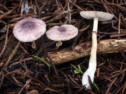 Attēlu rezultāti vaicājumam “Podostroma leucopus”